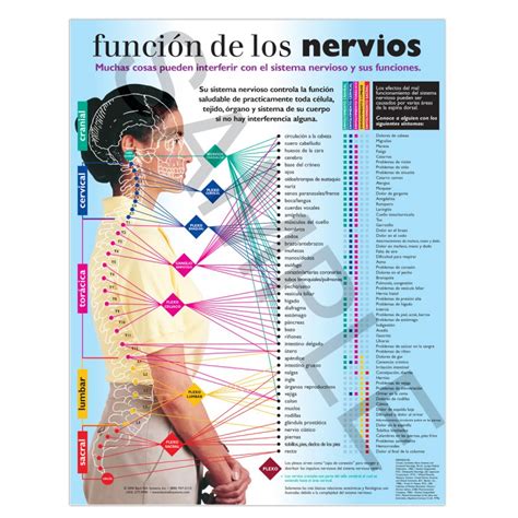 Back Talk Systems Spanish Nerve Function Handout Chiropractic Nerve Function Handouts