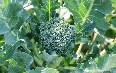 Brokkoli anbauen Die elegante Kohlsorte im Garten