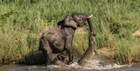 Download gambar sketsa gajah mewarnai gambar burung flamingo via gambar.co.id. 35+ Ide Gambar Pemandangan Dan Hewan Gajah - Cakrawala