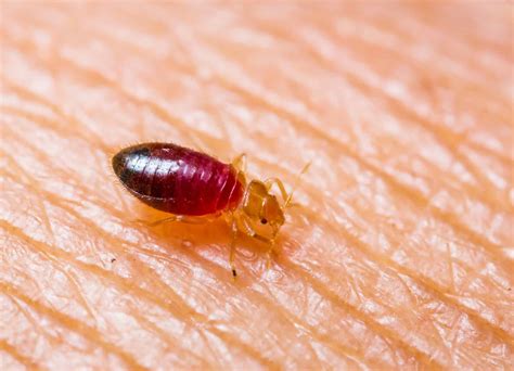 Tick Vs Bed Bugs How To Spot The Difference Budget Brothers Termite Pest Control