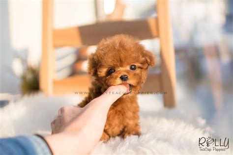 Premium teacup puppies strives in bringing home to you the most exclusive and tiniest size micro teacup puppies with stellar health and for each one of them, their own amazing personality. (SOLD to Alhemeiri) Tiffany - Poodle. F - Rolly Teacup Puppies