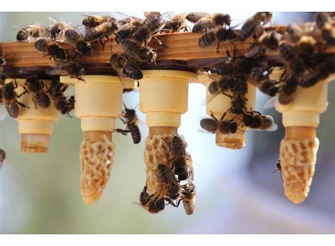 Reina Fecundada Seleccionada Raza Ibérica 5 Abejas