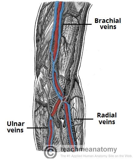 👍 Upper Limb Veins Images Upper Limb Veins • • Anatomyzone 2019 01 15