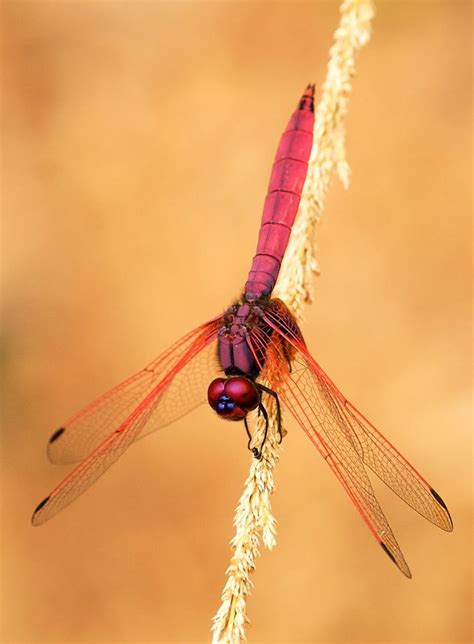 A Red Dragonfly Sitting On Top Of A Plant