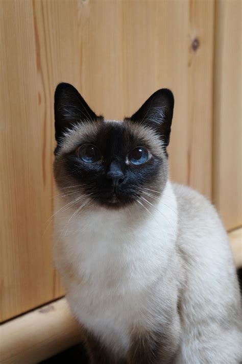 Five Things You Most Likely Didnt Know About Seal Point Balinese Cat