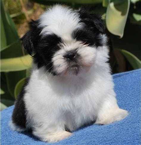 Shih Tzu Puppies For Sale | Houston, TX #282537 | Petzlover