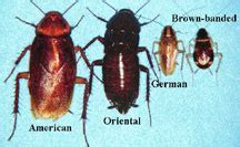 Life cycle of palmetto bugs. "Palmetto Bugs" (Miami, Fort Lauderdale: homes, wedding ...