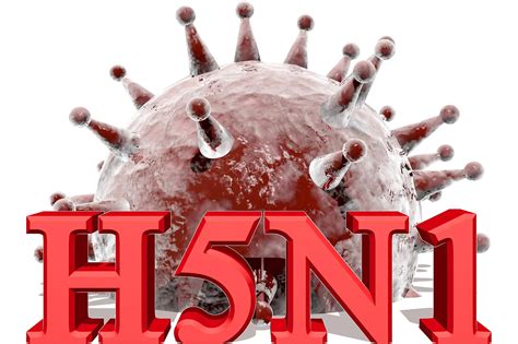 Moratorium Into Research Of Modified Contagious H5n1 Avian Flu Strains