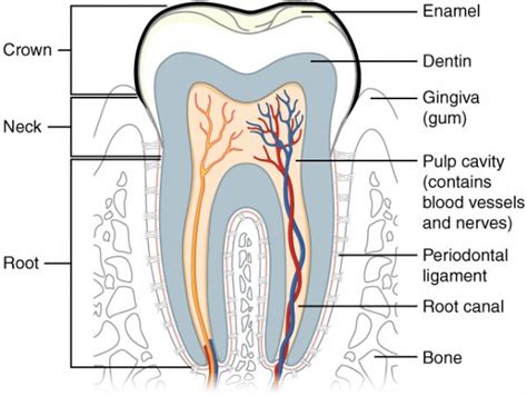 Oral Cavity Anatomy Functions And Diseases Medical Library