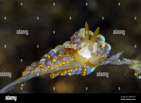 Nudibranch Tenellia Sp Hi Res Stock Photography And Images Alamy