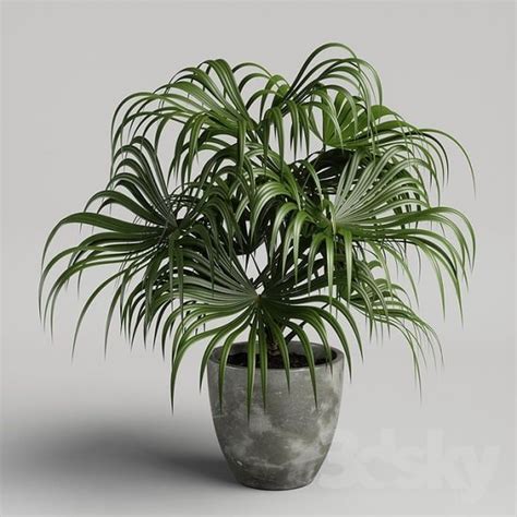 17 Types Of Indoor Palm Plants Best Palm Varieties