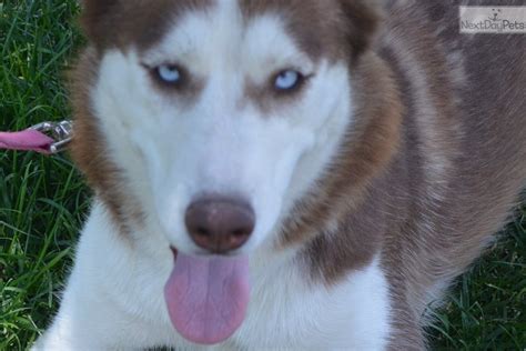 Ellie Siberian Husky Puppy For Sale Near Elko Nevada C5dd41c7 70a1