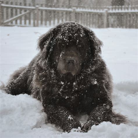 How Cold Is Too Cold For A Newfoundland My Brown Newfies