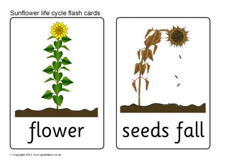 Fun activities to teach your students the life cycle of a sunflower in preschool or kindergarten. Related Items