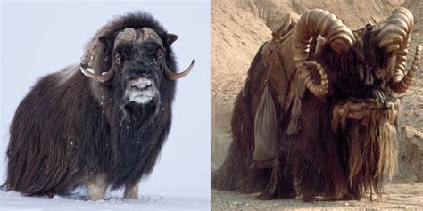 The Amazing Animal Kingdom: Endangered Animal Highlight: Musk Ox