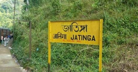 Jatinga The Mysterious Village In Assam Where Birds Commit Suicide