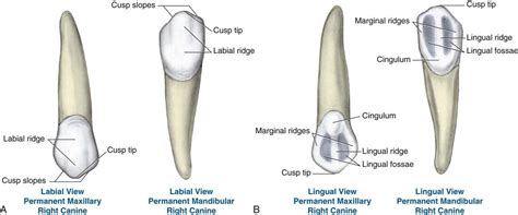 12 Tooth Morphology Pocket Dentistry