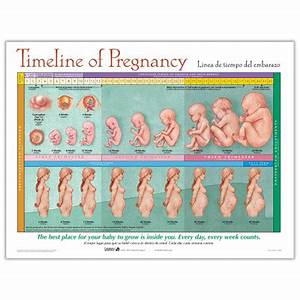 Stages Of Foetal Development Model Set Childbirth Graphics