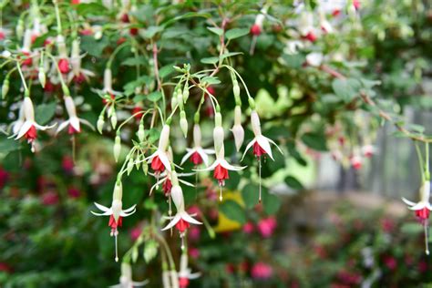 Oleander schneiden, überwintern und vermehren. Fuchsie schneiden » Warum, wie, wann und wie oft?