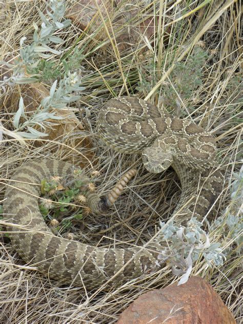No one knew he was such a snake in the grass. Fly on the Wall—Snakes in the Grass of Meaning | The Voice