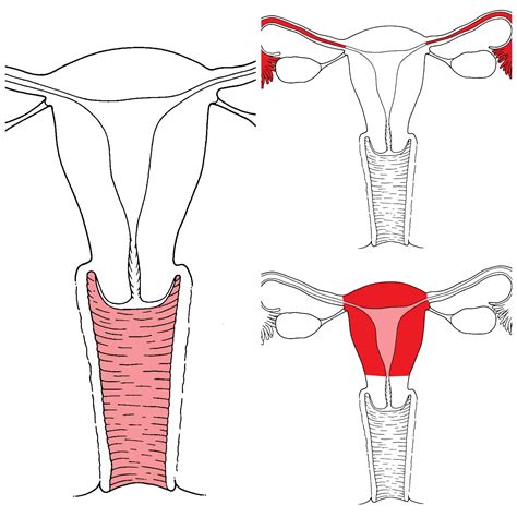 Dibujo Del Aparato Reproductor Femenino Imagen De Ilustracion De