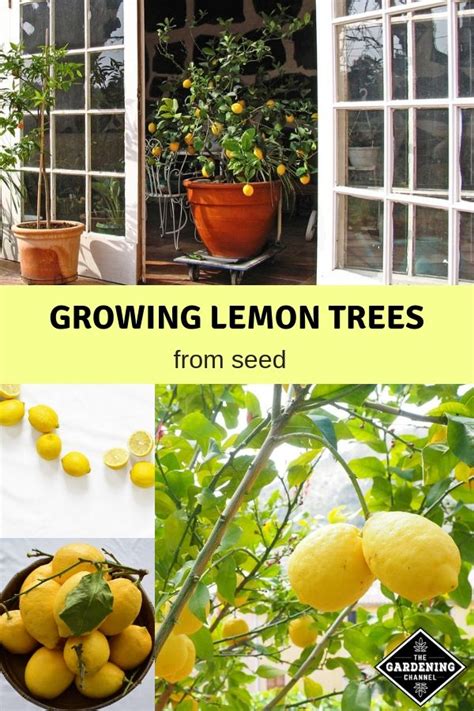 Learn How To Grow Citrus Trees Start With These Gardening Tips To Grow