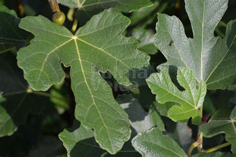 The leaves are deeply lobed and thick with a rough upper surface and hairy lower surface. Ficus carica - Fig tree - Palma Verde Exoten V.O.F.