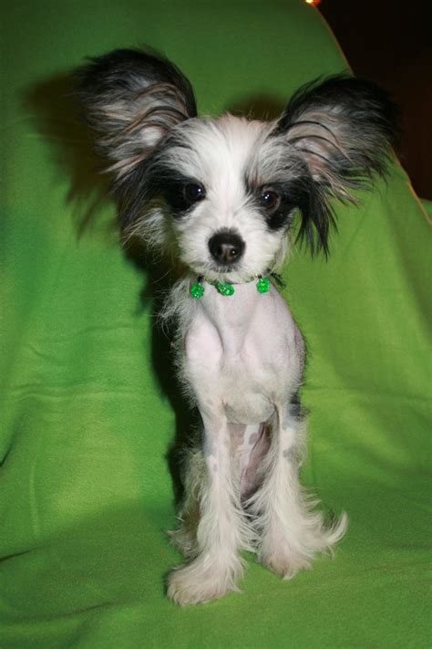 17 Best Images About Chinese Crested Dog On Pinterest Westminster Dog