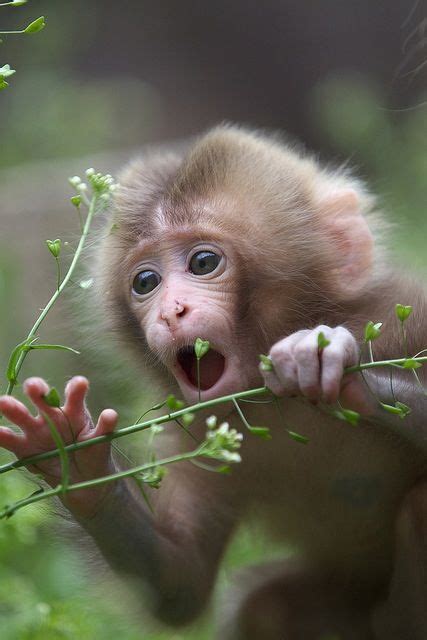 38 Best Cute Baby Monkeys Images On Pinterest Wild