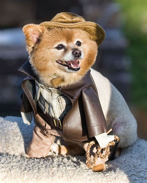 Creative Pet Costumes For Halloween How Would You Dress Your Pet