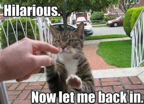 These Funny Cat Memes Will Make You Laugh Right Meow Funny Cat