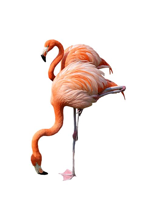 2 Standing Pink Flamingo Stock Photo 0440 PNG | Flamingo, Flamingo wallpaper, Clip art