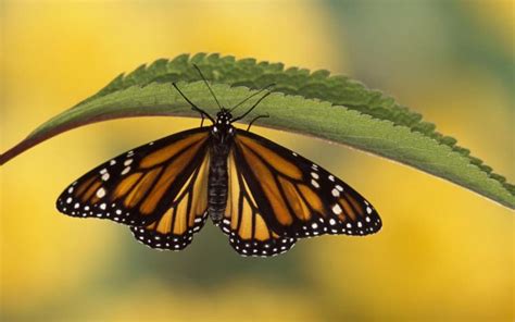 74 Monarch Butterfly Wallpaper On Wallpapersafari