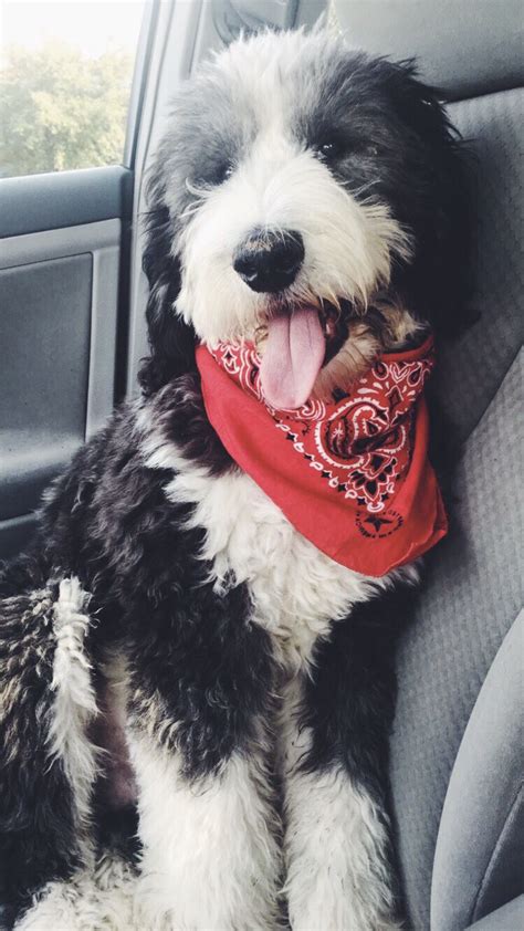 Pin By Kell On Puppers Cute Dogs Sheepadoodle Puppy Sheepadoodle