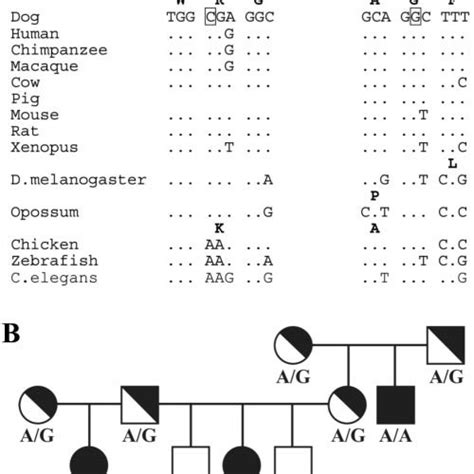 Identification And Cosegregation Of The Canine Vmd2 Gene Mutations A