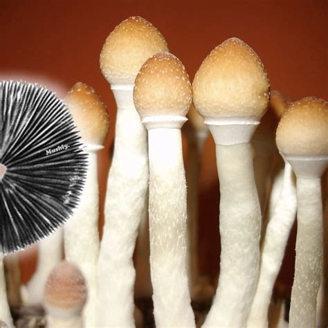 Stropharia Spore Print 100 Viable Psilocybe Cubensis Mushroom Spores