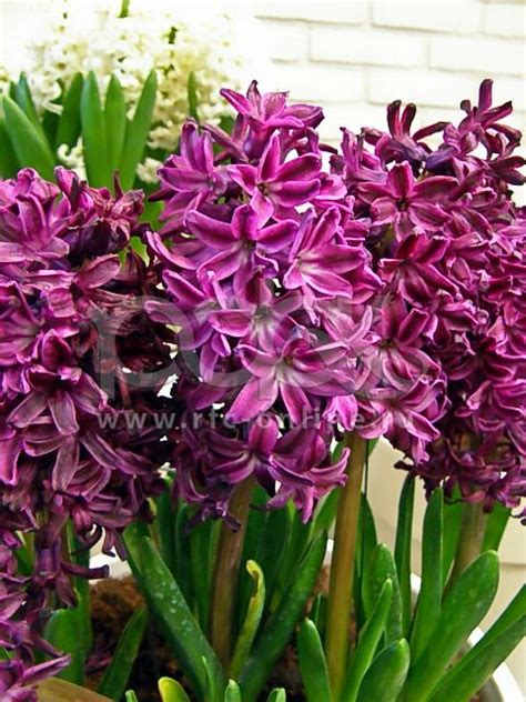 Dutch Hyacinth Violet Hyacinthus Orientalis