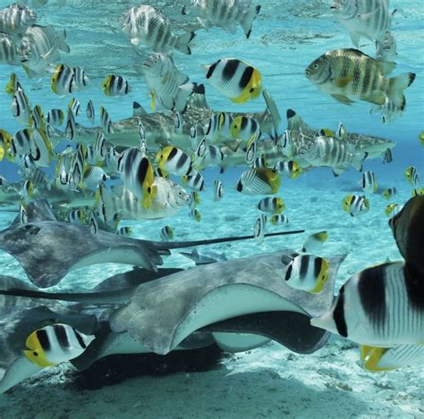 Sharks And Stingrays Adventure Tours Bora Bora Sunset Cruise