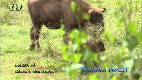 Westdeutschland erstmals wieder wisent in freiheit geboren. Wild Peers - Wisent & kalf - Bison bonasus - European ...