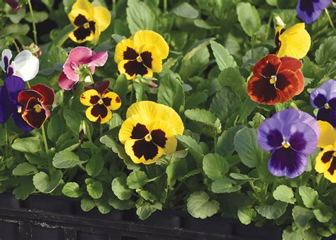 Southern Gardening Plant Cool Season Pansies Now For Blooms All Winter