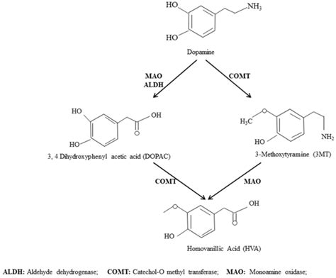 Dopamine Synthesis Pathway