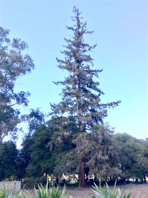Check out our pine and douglas fir selection for the very best in unique or custom, handmade pieces from our there are 372 pine and douglas fir for sale on etsy, and they cost $13.85 on average. Pseudotsuga menziesii, Douglas fir | Trees of Stanford ...