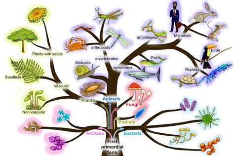 A Simplified Tree Of Life Relating To Charles Darwins Origin Of Species