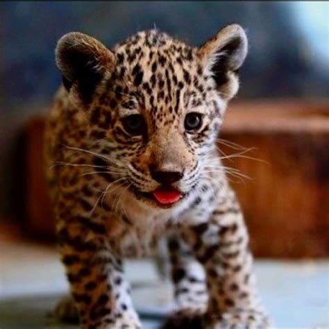 Baby Leopard Oh My Gosh I Want One Baby Animals Cute Animal