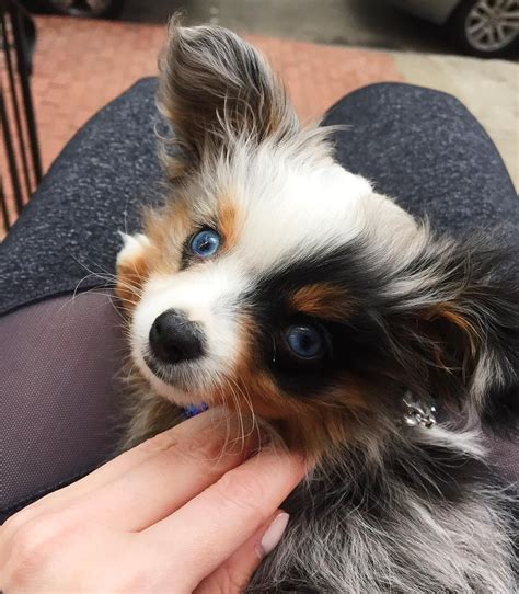 Happy, healthy dogs and happy families are our goal. cute toy australian shepherd puppy - @mishabarkton # ...