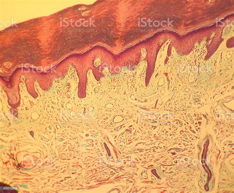 Skin Histology Stock Photo Download Image Now Biological Cell