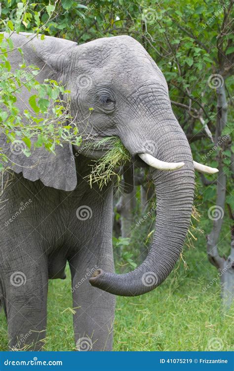 African Elephant In The Rainy Season In South Africa Stock Image