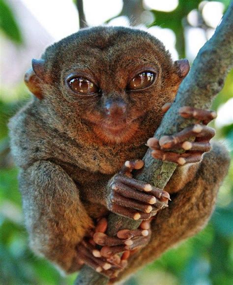 Tarsier Monkey Primate Eyes Humor Funny Cute Wallpaper Nadide