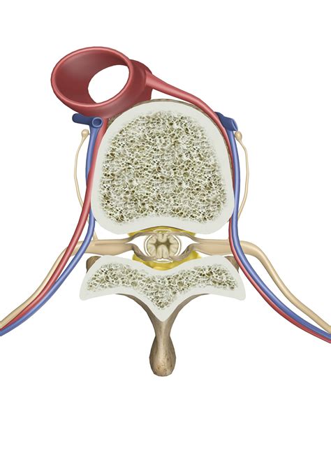 Vertebra And Spinal Cord Cross Section View