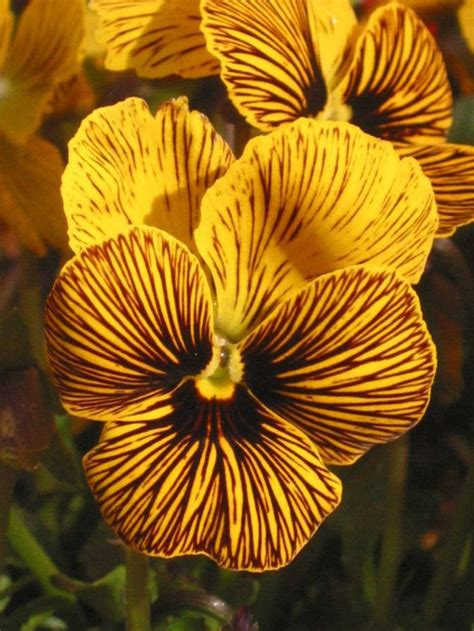 20 Viola Tiger Eye Red 2019 New And Improved Pansy Perennial Flower